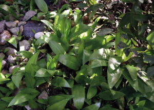 Frühling ist auch Bärlauchzeit